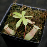 Nepenthes sibuyanensis BE x ventricosa AG3, CAR-0200