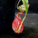 Nepenthes mirabilis winged x (mirabilis var. globosa x ampullaria) F2