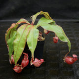 Nepenthes mirabilis winged x (mirabilis var. globosa x ampullaria) F2