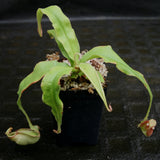 Nepenthes mirabilis winged x (mirabilis var. globosa x ampullaria) F2