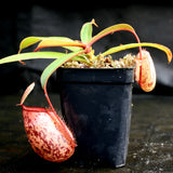 Nepenthes sibuyanensis x ampullaria