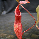 Nepenthes smilesii x maxima, CAR-0114