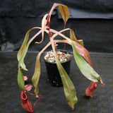 Nepenthes smilesii x maxima, CAR-0114