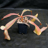 Nepenthes smilesii x maxima, CAR-0114