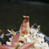 Nepenthes hamata, Tambusisi, BE-3975