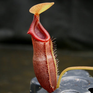 Nepenthes singalana x ovata, BE-3882