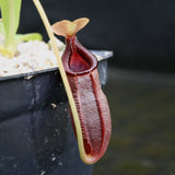 Nepenthes singalana x ovata, BE-3882