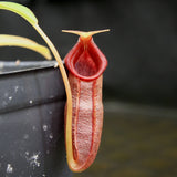 Nepenthes singalana x ovata, BE-3882