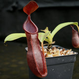 Nepenthes spathulata x tobaica, BE-3794