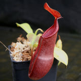 Nepenthes spathulata x tobaica, BE-3794