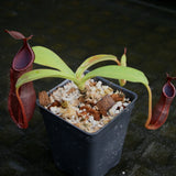 Nepenthes spathulata x tobaica, BE-3794