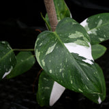 Philodendron 'White Princess'