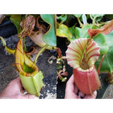 Nepenthes veitchii (JB x Cobra), CAR-0440