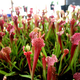 Sarracenia 'Judith Hindle'