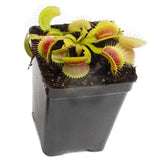 Outdoor Beginner Carnivorous Plant Collection - FREE SHIPPING