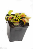 Venus Flytrap "King Henry" (Dionaea muscipula) Wholesale