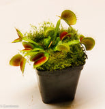 Venus Flytrap "King Henry" (Dionaea muscipula) Wholesale