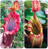 Nepenthes [(lowii x veitchii) x boschiana] x veitchii Bareo