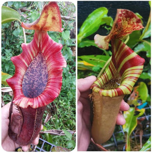 Nepenthes [(lowii x veitchii) x boschiana] x (maxima x veitchii)