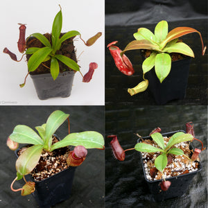 Nepenthes Starter Collection