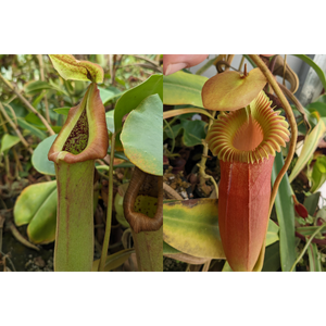 Nepenthes truncata (d) #6 x harryana-Seed Pod