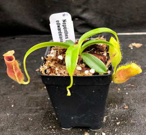 Nepenthes spathulata x edwardsiana