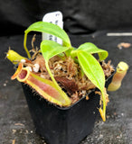 Nepenthes spathulata x edwardsiana