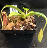 Nepenthes spathulata x edwardsiana