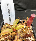 Nepenthes izumiae x inermis