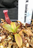 Nepenthes izumiae x inermis