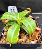 Nepenthes macrophylla