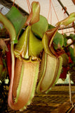 Nepenthes veitchii Bareo, Malesiana Tropicals