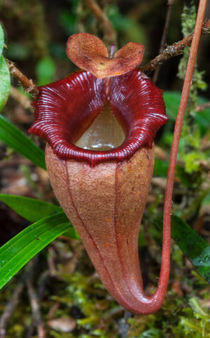 Nepenthes flava BE-3652