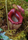 Nepenthes flava BE-3652