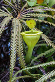 Nepenthes flava BE-3652