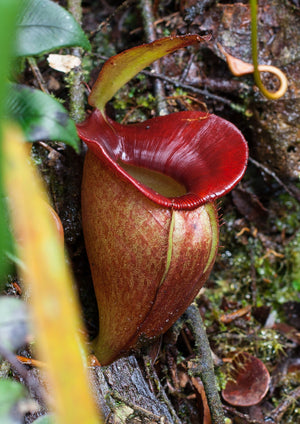 Nepenthes jacquelineae