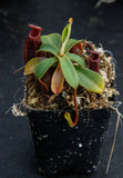 Nepenthes muluensis x lowii, BE-3128