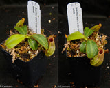 Nepenthes veitchii (Candy x Candy Yamada)