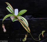 Nepenthes graciliflora variegated