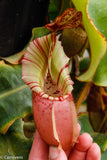 Nepenthes veitchii Bareo Squat