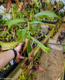 Nepenthes smilesii x {bellii x [(veitchii x maxima) x veitchii]}