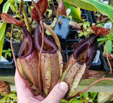 Nepenthes smilesii x {bellii x [(veitchii x maxima) x veitchii]}