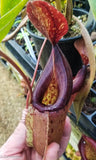 Nepenthes smilesii x {bellii x [(veitchii x maxima) x veitchii]}