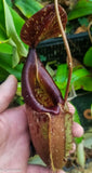 Nepenthes smilesii x {bellii x [(veitchii x maxima) x veitchii]}