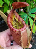 Nepenthes smilesii x {bellii x [(veitchii x maxima) x veitchii]}