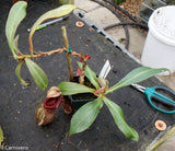 Nepenthes smilesii x {bellii x [(veitchii x maxima) x veitchii]}