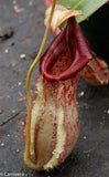 Nepenthes smilesii x {bellii x [(veitchii x maxima) x veitchii]}