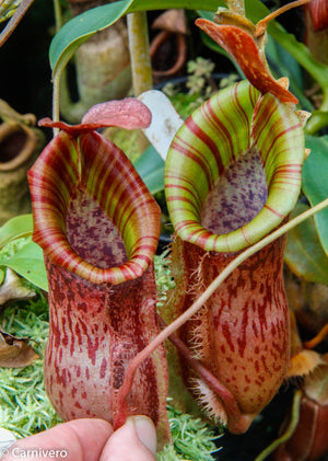 Nepenthes smilesii x {bellii x [(veitchii x maxima) x veitchii]}