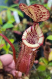 Nepenthes burbidgeae x edwardsiana (hort)