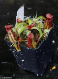 Nepenthes ephippiata